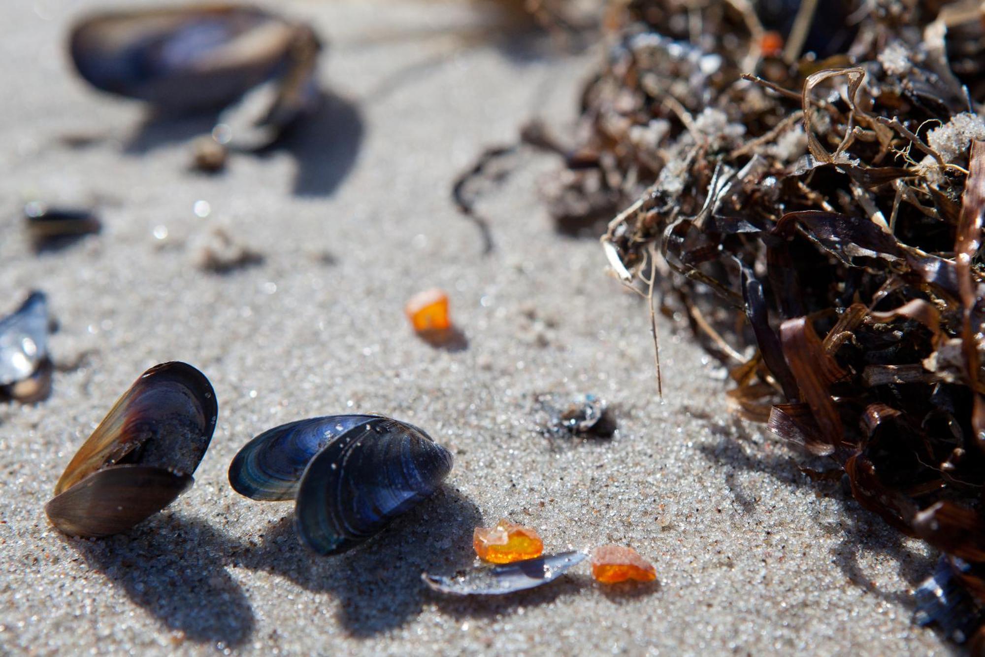 Duene-9 In Dierhagen-Strand Rum bild